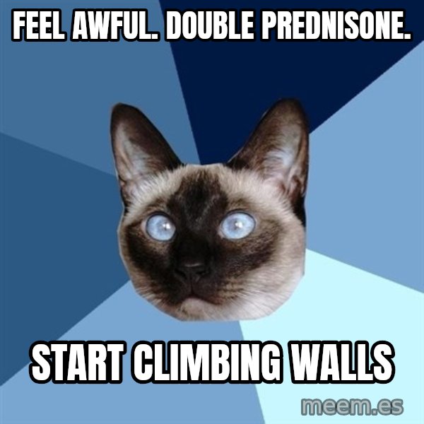 Chronic Illness Cat meme: Feel awful. Double Prednisone. / Start climbing walls