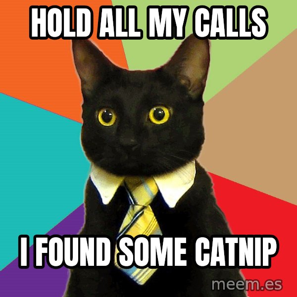 Business Cat meme: Hold all my calls / i found some catnip