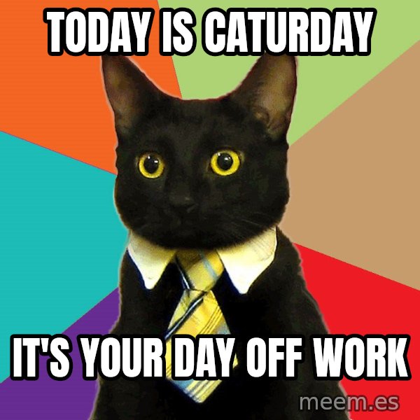Business Cat meme: today is caturday / it's your day off work