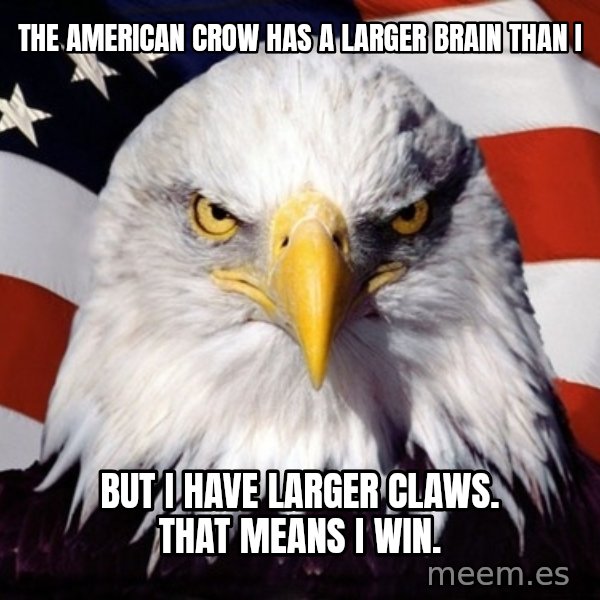 American Pride Eagle meme: The American crow has a larger brain than I / but i have larger claws. That means I win.