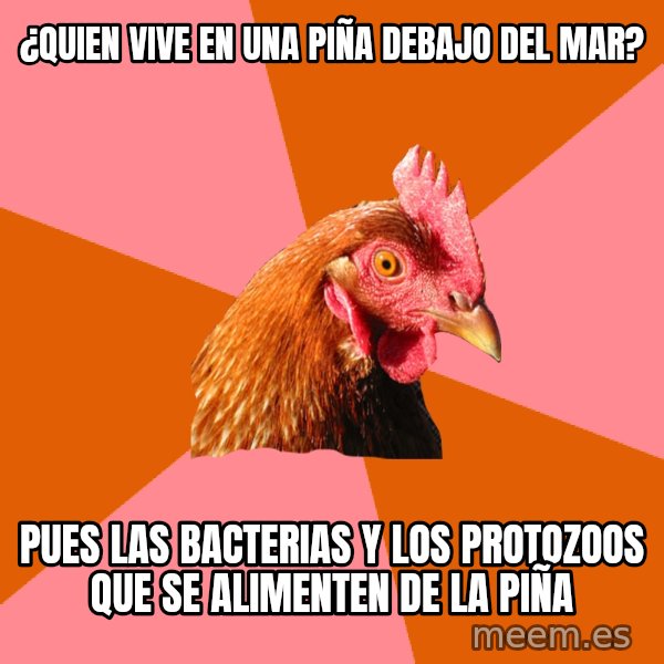 Anti Joke Chicken meme: ¿Quien vive en una piña debajo del mar? / pues las bacterias y los protozoos que se alimenten de la piña