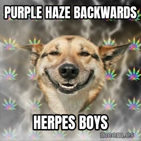 Stoner Dog meme: Purple haze backwards / HErpes boys