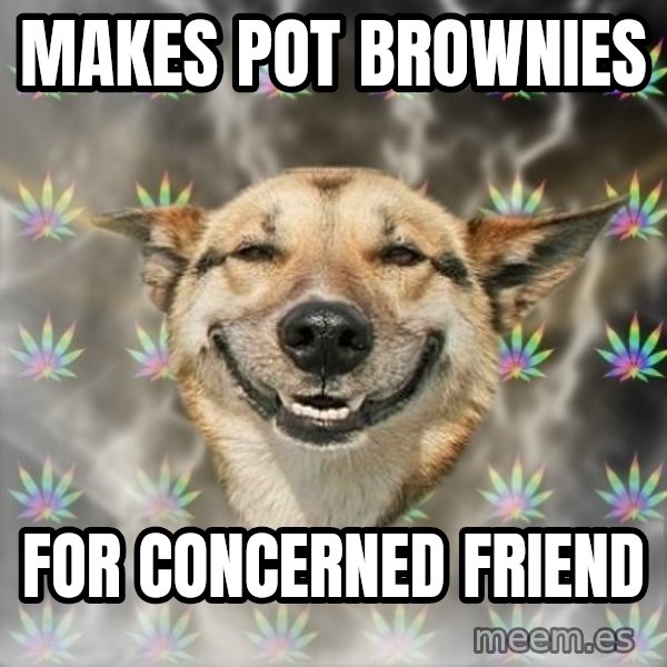 Stoner Dog meme: makes pot brownies / for concerned friend