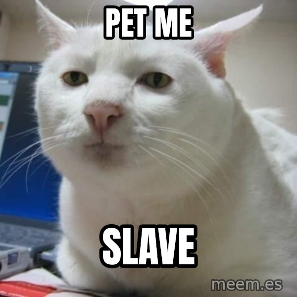 Serious Cat meme: pet me / slave