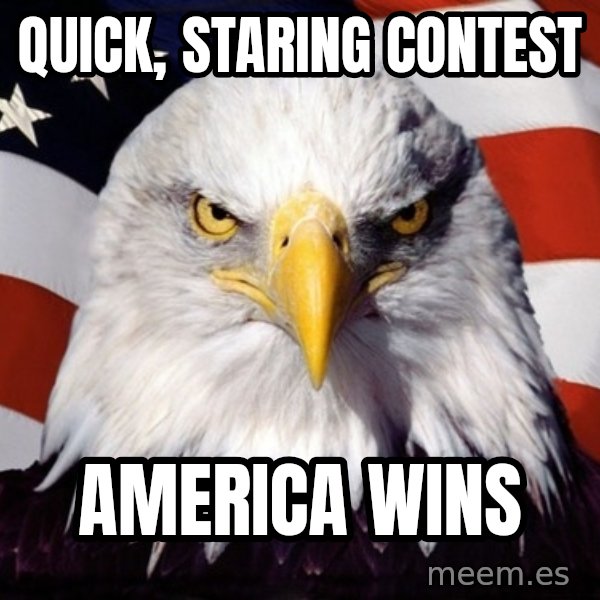 American Pride Eagle meme: Quick, staring contest / america wins