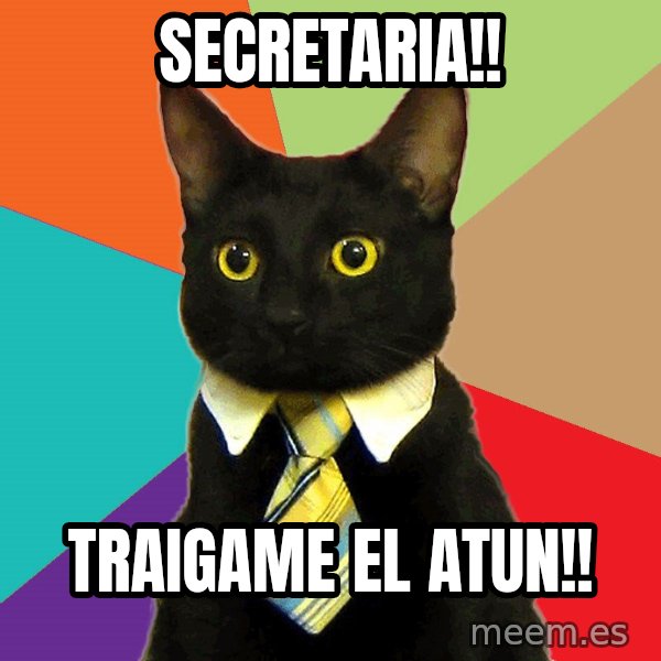 Business Cat meme: secretaria!! / traigame el atun!!