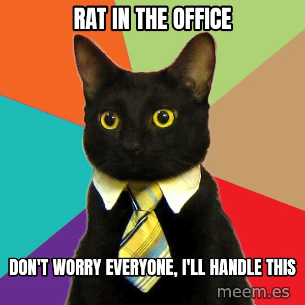 Business Cat meme: rat in the office / don't worry everyone, i'll handle this