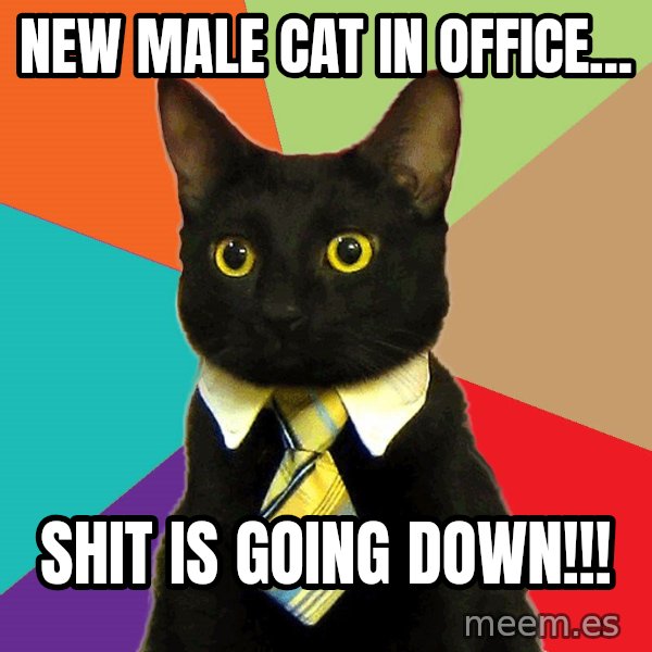 Business Cat meme: New Male cat in office... / SHIT IS GOING DOWN!!!
