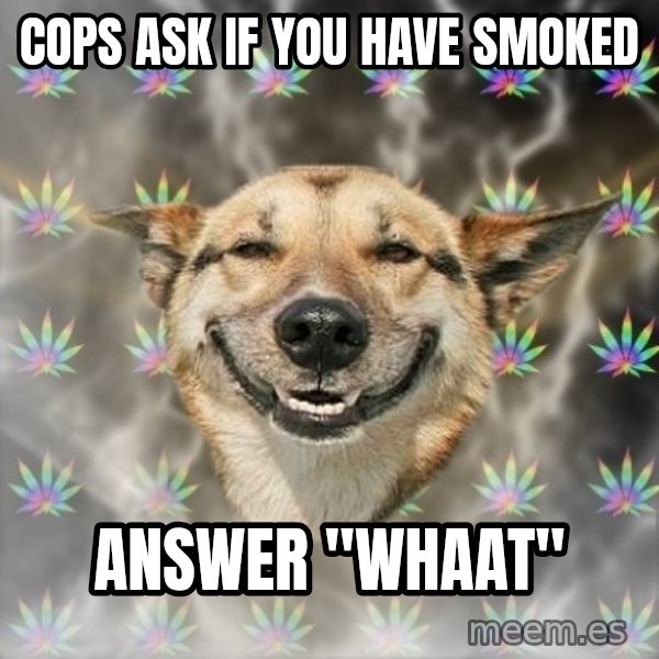 Stoner Dog meme: cops ask if you have smoked / answer ''whaat''