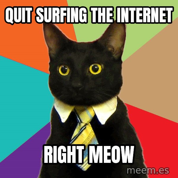 Business Cat meme: quit surfing the internet / right meow
