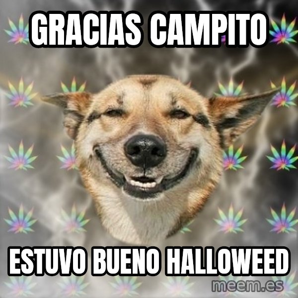 Stoner Dog meme: gracias campito / Estuvo bueno halloweed