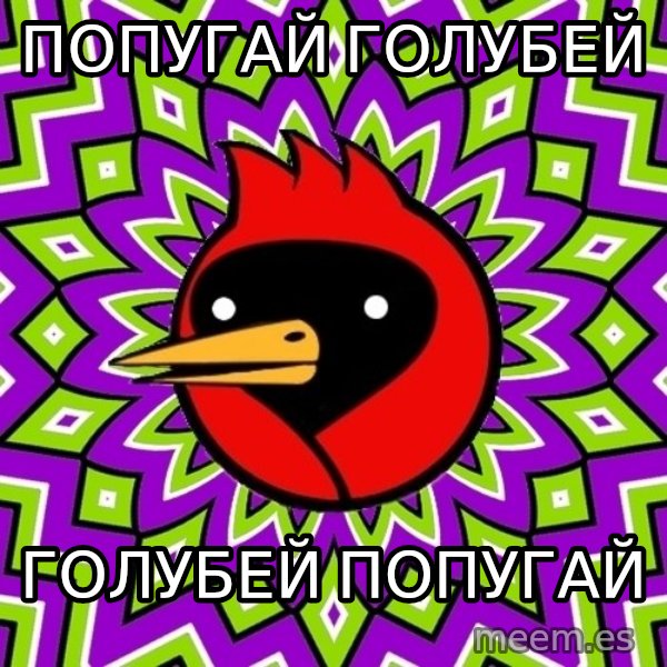 Omsk Crow meme: Попугай голубей / Голубей попугай