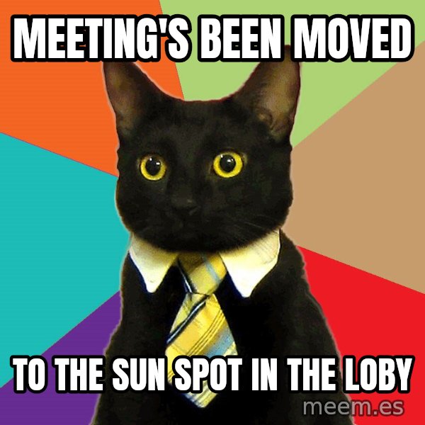 Business Cat meme: Meeting's been moved / to the sun spot in the loby