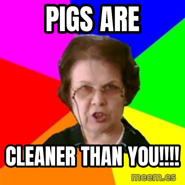 teacher meme: Pigs are / cleaner than you!!!!