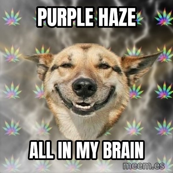 Stoner Dog meme: purple haze / all in my brain