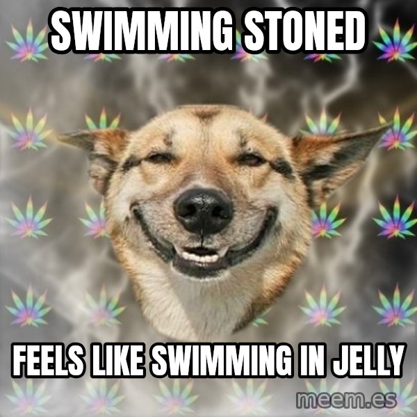 Stoner Dog meme: swimming stoned / feels like swimming in jelly