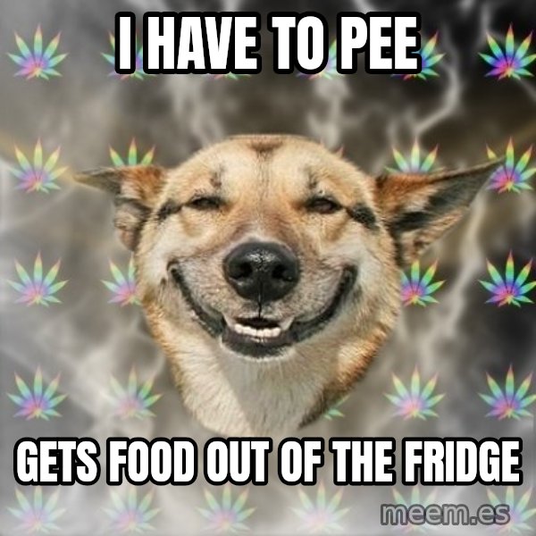 Stoner Dog meme: i have to pee / gets food out of the fridge