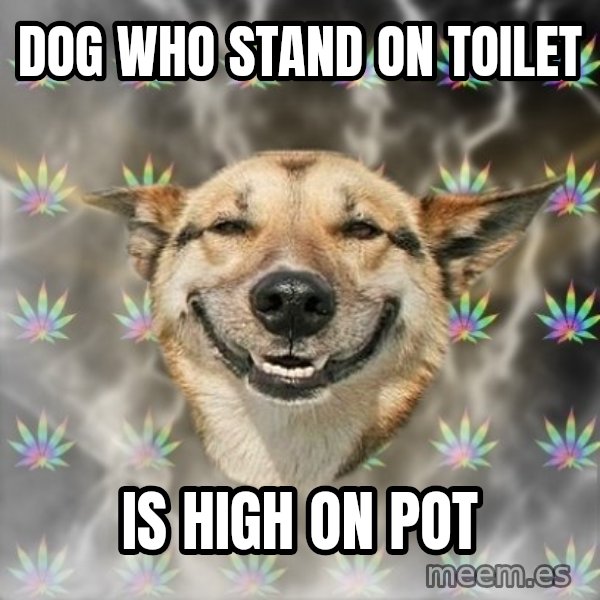 Stoner Dog meme: dog who stand on toilet / is high on pot