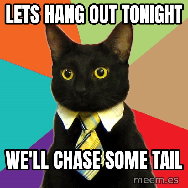Business Cat meme: lets hang out tonight / we'll chase some tail