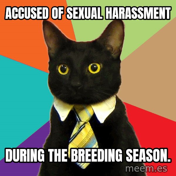 Business Cat meme: Accused of sexual harassment / during the breeding season.