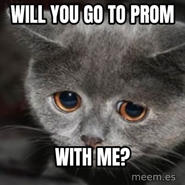Sadcat meme: will you go to prom / with me?