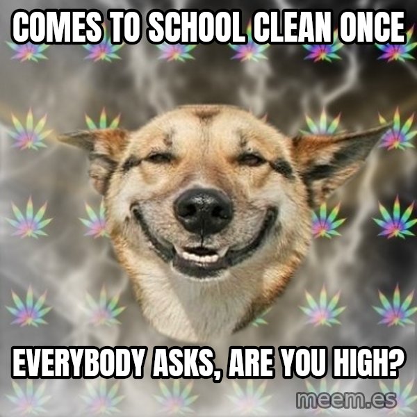 Stoner Dog meme: comes to school clean once / everybody asks, are you high?