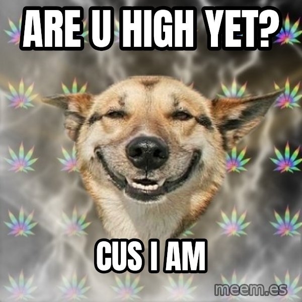Stoner Dog meme: are u high yet? / cus i am