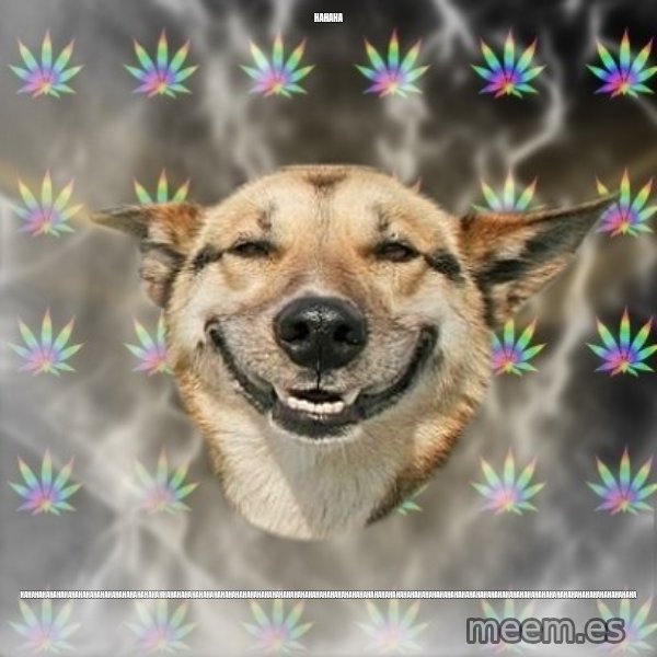 Stoner Dog meme: hahaha / hahahahahahahahahahahahahahahahahahahahhahahahahahahahahahahahahahahahahahahahahahahahahahahahahahahahahahahahahahahahahahahahahahahahahahahahahahahahahahahahahahahahaha