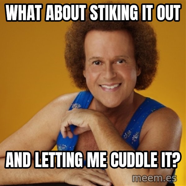 Gay Richard Simmons meme: what about stiking it out / and letting me cuddle it?