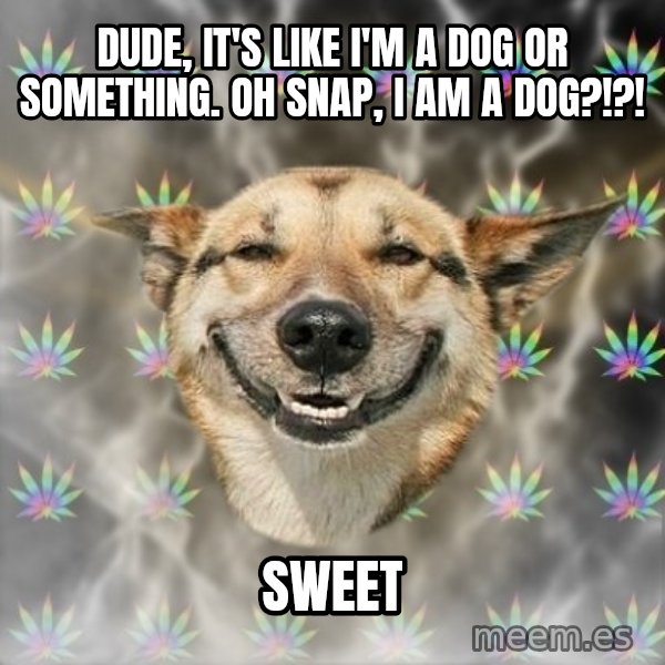 Stoner Dog meme: DUDE, it's like i'm a dog or something. oh snap, i am a dog?!?! / sweet