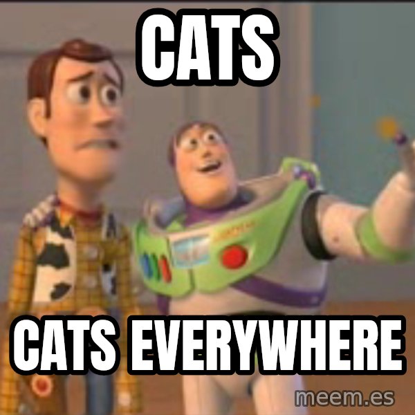 X, X Everywhere  meme: Cats / Cats everywhere