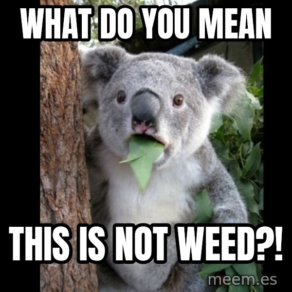 Koala can't believe it meme: What DO YOU MEAN / This is not weed?!