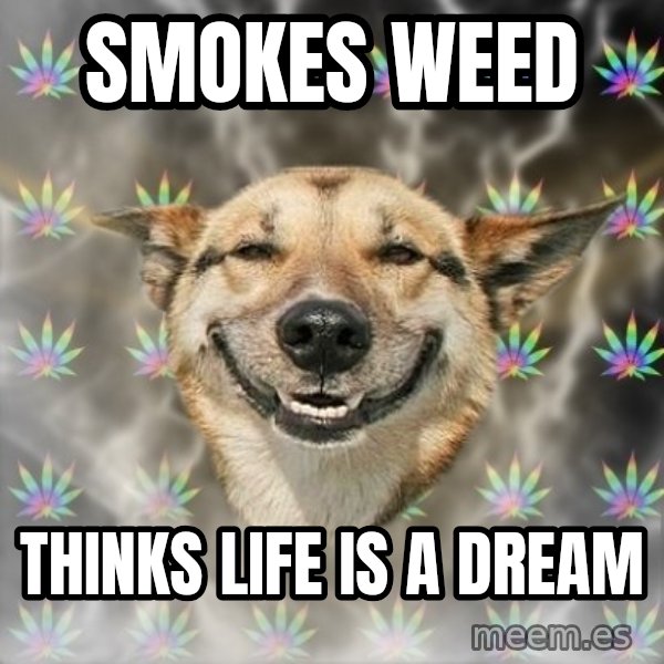 Stoner Dog meme: Smokes weed / Thinks life is a dream