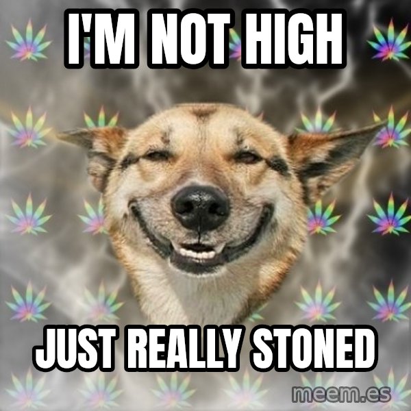 Stoner Dog meme: i'm not high / just really stoned