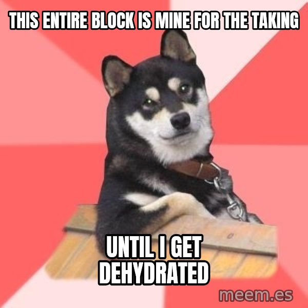 Cool Dog meme: this entire block is mine for the taking / until i get dehydrated