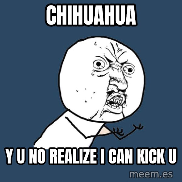 Y U No meme: chihuahua / y u no realize i can kick u