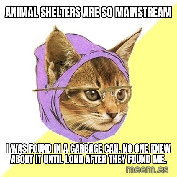 Hipster Kitty meme: animal shelters are so mainstream / i was found in a garbage can. No one knew about it until long after they found me.