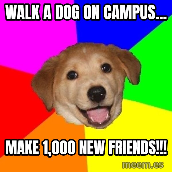 Advice Dog meme: WAlk a dog on campus... / Make 1,000 new friends!!!