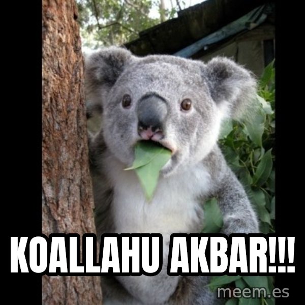 Koala can't believe it meme: Koallahu akbar!!!