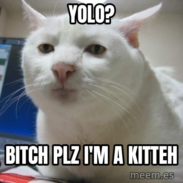 Serious Cat meme: YOLO? / Bitch PLZ I'm a Kitteh