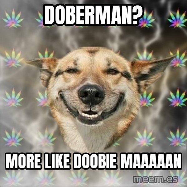 Stoner Dog meme: Doberman? / More like Doobie maaaaan