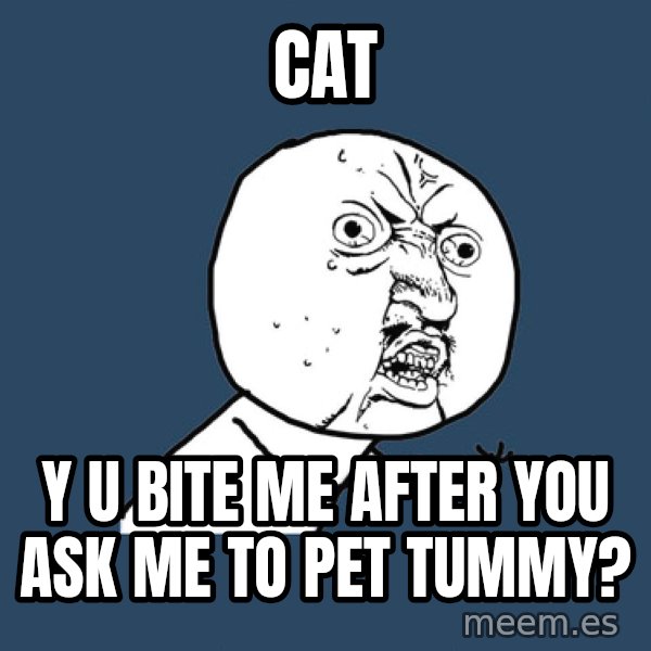 Y U No meme: cat / y u bite me after you ask me to pet tummy?