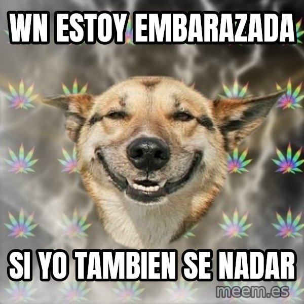 Stoner Dog meme: Wn estoy embarazada / si yo tambien se nadar