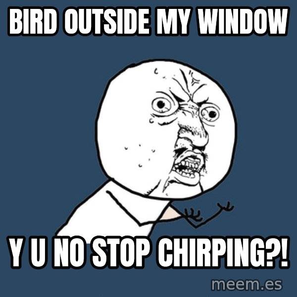 Y U No meme: bird outside my window / y u no stop chirping?!