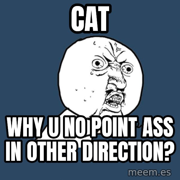 Y U No meme: cat / why u no point ass in other direction?