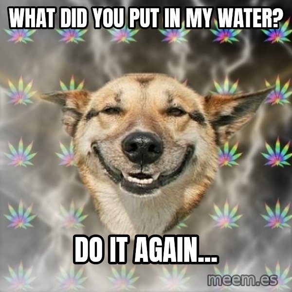 Stoner Dog meme: What did you put in my water? / Do it again...
