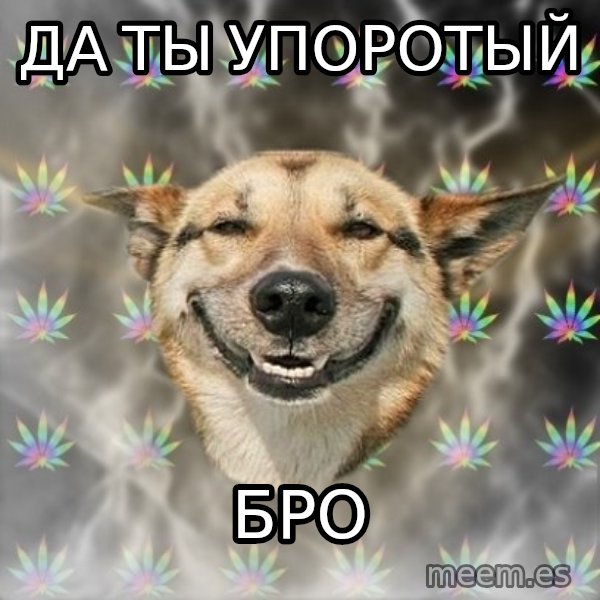 Stoner Dog meme: Да ты упоротый / Бро