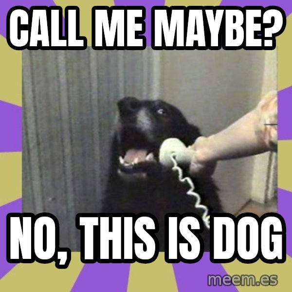 Yes, this is dog! meme: Call me maybe? / no, this is dog