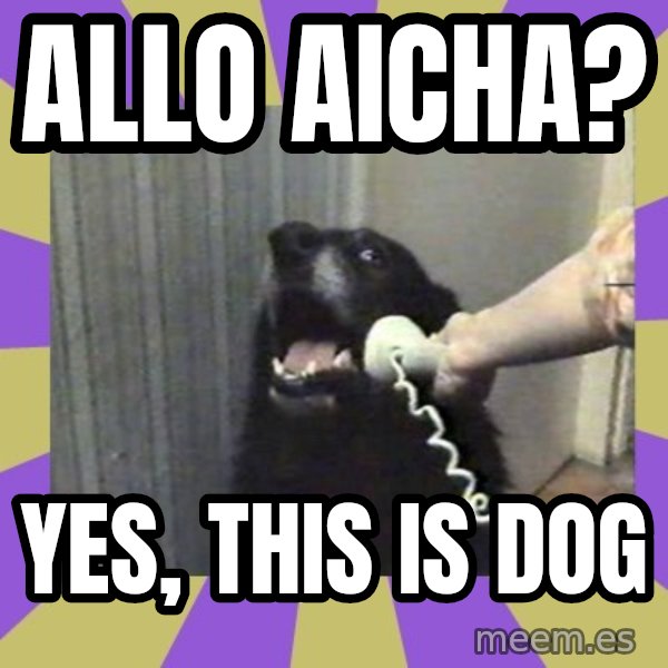 Yes, this is dog! meme: Allo aicha? / YES, THIS IS DOG