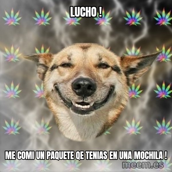Stoner Dog meme: Lucho ! / me comi un paquete qe tenias en una mochila !
